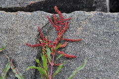 Rumex sibiricus