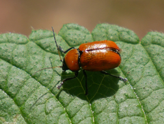 Cryptocephalus coryli