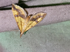 Choristostigma plumbosignalis