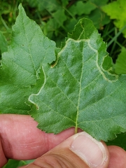 Agromyza alnibetulae