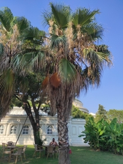 Washingtonia robusta
