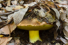 Butyriboletus persolidus