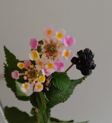 Lantana