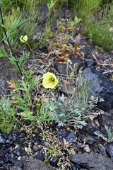 Papaver angustifolium