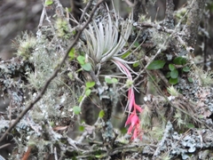 Tillandsia recurvifolia
