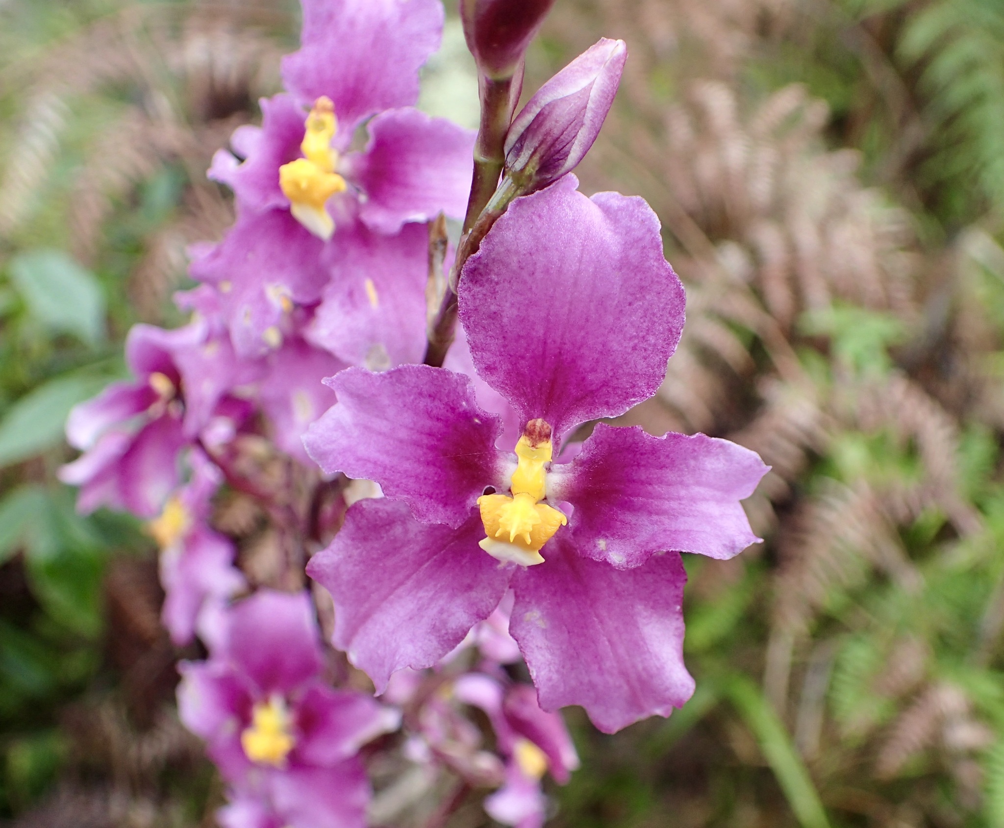 Cyrtochilum violaceum Dalström 2