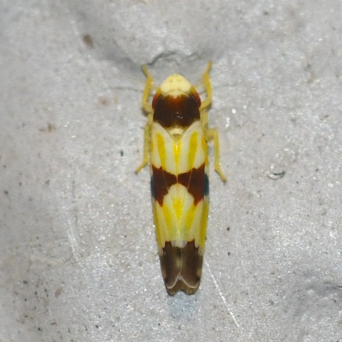 Three-banded Leafhopper (A guide to the Ecdysozoa: Insecta: Hemiptera ...