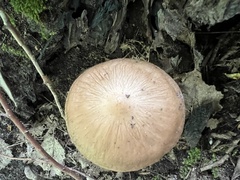 Oudemansiella radicata