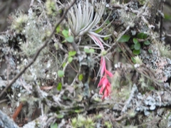 Tillandsia recurvifolia