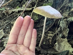 Oudemansiella radicata