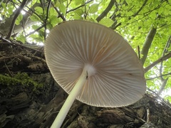 Oudemansiella radicata