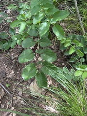 Sanguisorba applanata