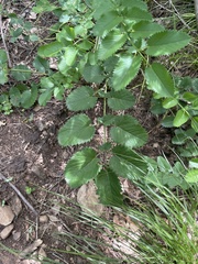 Sanguisorba applanata