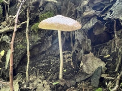 Oudemansiella radicata