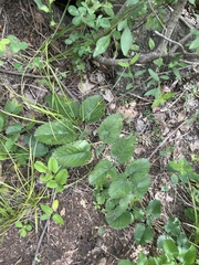 Sanguisorba applanata