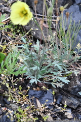 Papaver angustifolium
