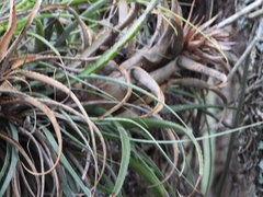 Aechmea recurvata