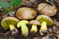 Butyriboletus persolidus