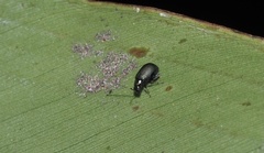 Aphthona strigosa