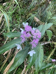 Hydrangea longifolia