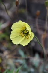 Papaver angustifolium