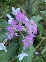 Hydrangea longifolia