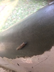 Psychidae