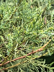 Juniperus sabina