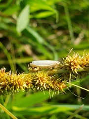 Athysanus argentarius
