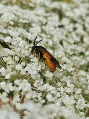 Arge cyanocrocea
