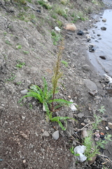 Rumex pseudonatronatus