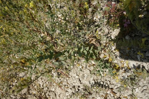 Image of chalk toadflax by (c) Aleksei Baushev, some rights reserved (CC BY)