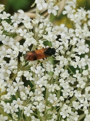 Arge cyanocrocea
