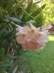 Nerium oleander