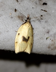 Sparganothis xanthoides