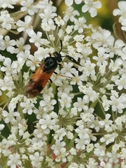 Arge cyanocrocea