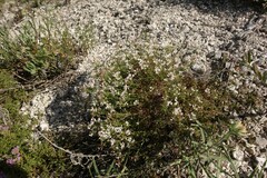 Asperula tephrocarpa