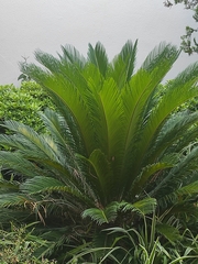 Cycas revoluta