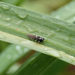 Anacampsis levipedella