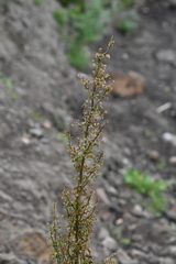 Rumex pseudonatronatus