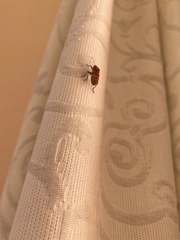 Spilostethus pandurus