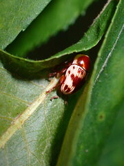 Cryptocephalus mutabilis