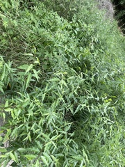 Periploca sepium