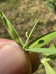 Dichanthelium malacophyllum