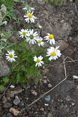 Tripleurospermum subpolare