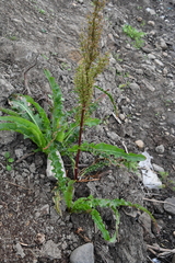 Rumex pseudonatronatus
