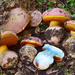 California Satan's Bolete - Photo (c) Christian Schwarz, some rights reserved (CC BY-NC), uploaded by Christian Schwarz