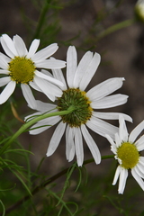 Tripleurospermum subpolare