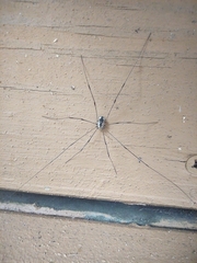 Leiobunum aldrichi