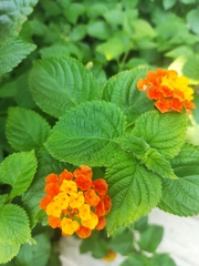 Lantana camara